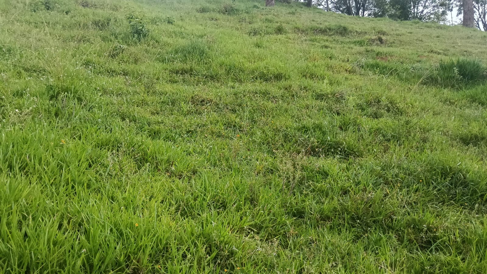 LOTE EN VENTA SECTOR EL TOTUMO GIRARDOTA